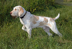 Bird Dog Breeds