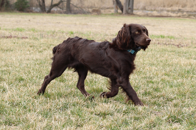 which dogs are gun dogs