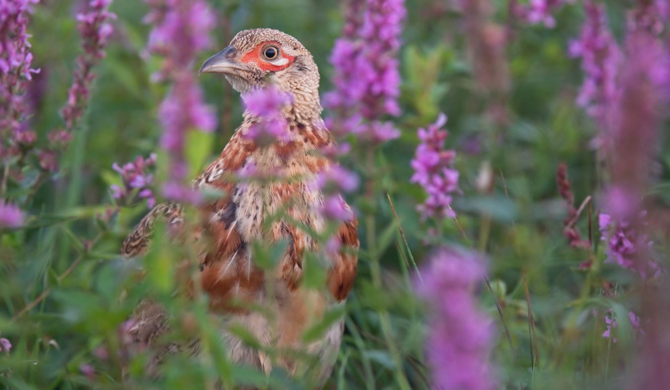 A robust young rooster, raised on protein-rich insects nurtured by forbs, starts to show off his true colors. A robust young rooster, raised on protein-rich insects nurtured by forbs, starts to show off his true colors.