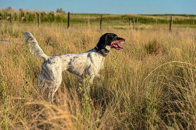 Bird Dog