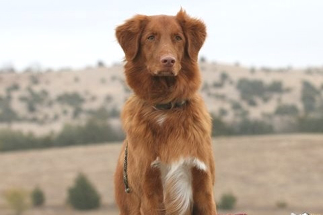 Nova-Scotia-Duck-Tolling-Retriever