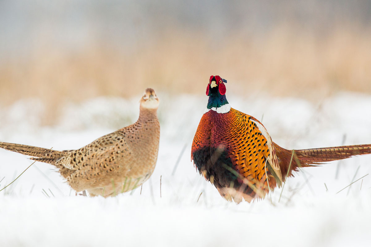 Header Secondary Navigation Search For Search Site About Us Newsroom Login 0 Header Primary Navigation Conservation Hunting Stories Participate Store Donate Renew Join Facebook About Pheasants Forever In 19 A Group Of Pheasant
