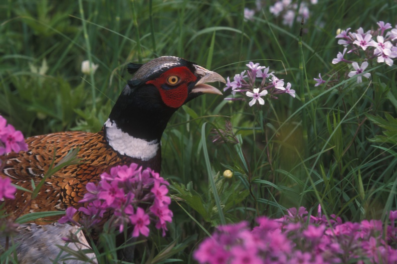 A summer rooster forages in the forbs. A summer rooster forages in the forbs.