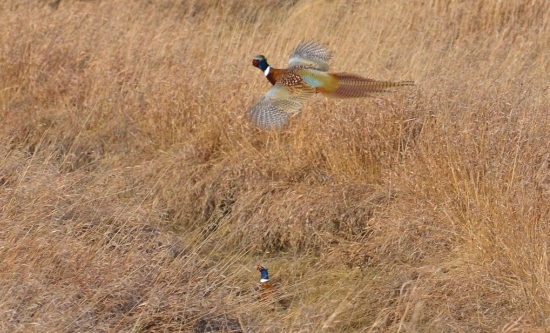 Ring-necked Pheasant  History, Information, Facts