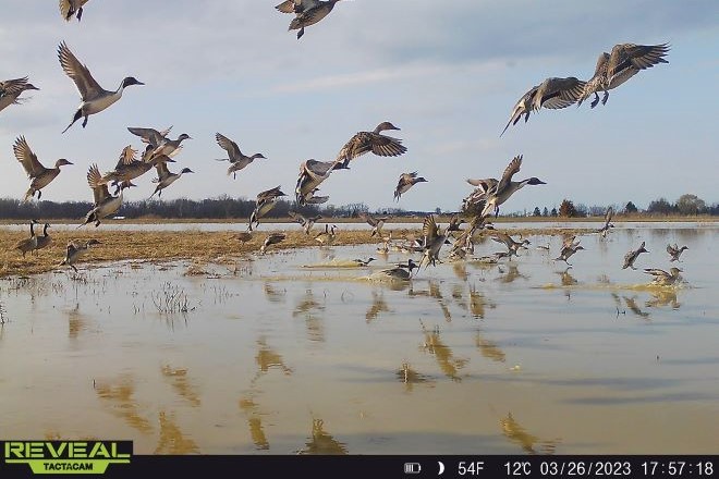 ducks flying in wetlands