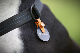 Noiseless Dog Tags ... and more 230022016