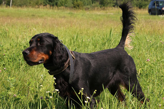 Gordon Setter