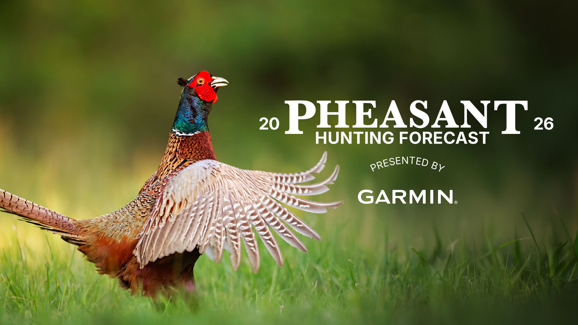 Pheasant Hunting Forecast 2026