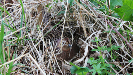 Facts-Surrounding-the-Magic-of-Nesting-Season.jpg