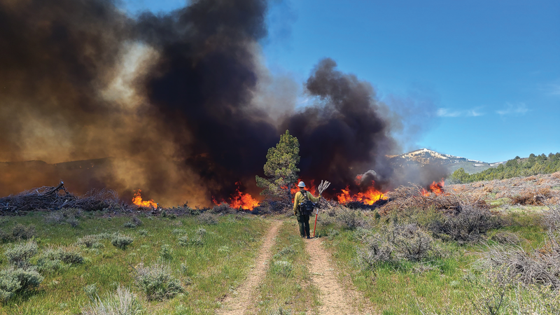 Prescribed fire follows cutting