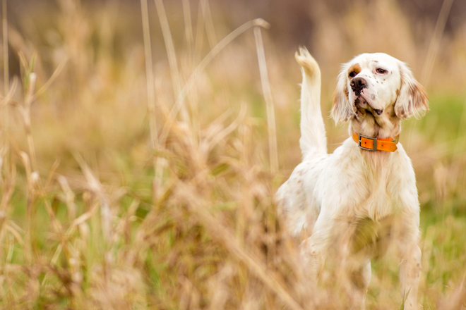 English Setter
