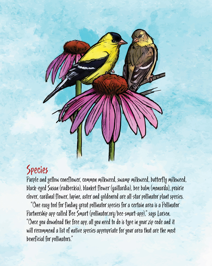 pint-sized-pollinator-plot-6.jpg