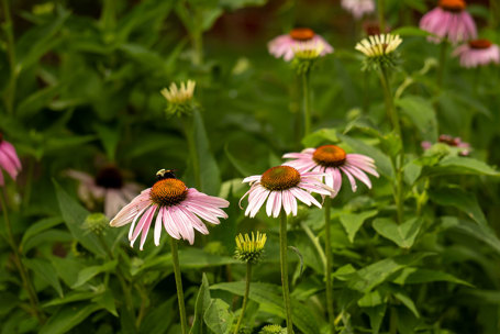article-lessons-learned-from-micro-pollinator-habitat