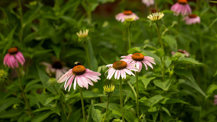 article-lessons-learned-from-micro-pollinator-habitat