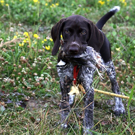 Esky holds a bobwhite during puppy training