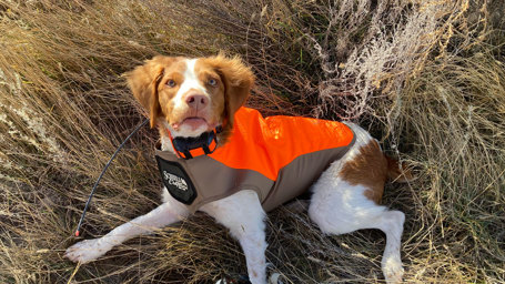 How a Dog Led Me to Upland Hunting