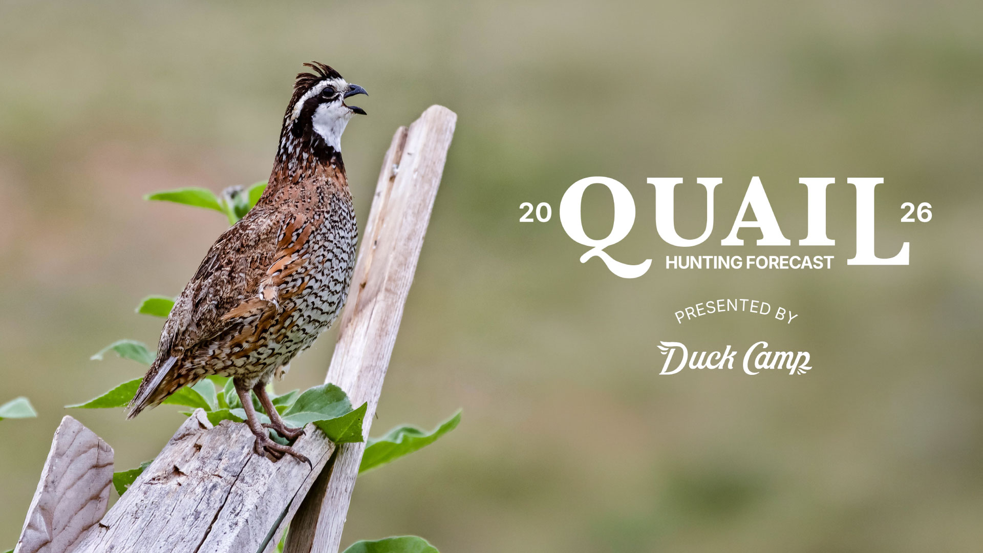 Quail Hunting Forecast 2026