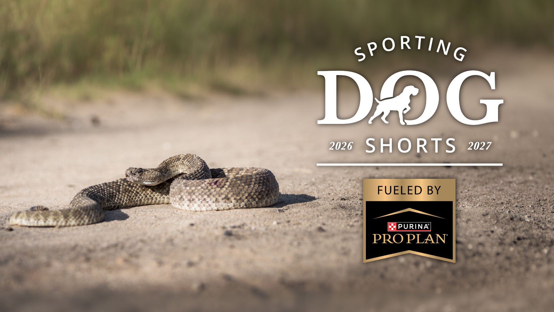 Sporting Dog Shorts - Don't Let Rattlesnakes Derail Your Hunt