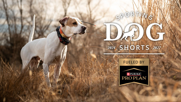 article-sporting-dog-shorts-august-2026