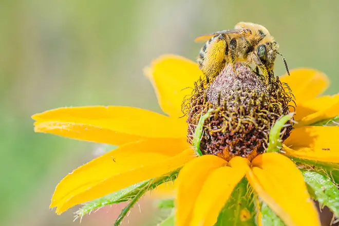 articles-butterflies-bees-beget-birds-inline-2.webp