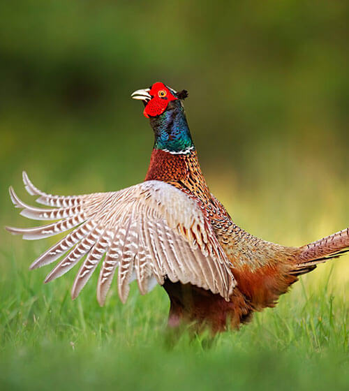 Pheasant in grass spreading wings