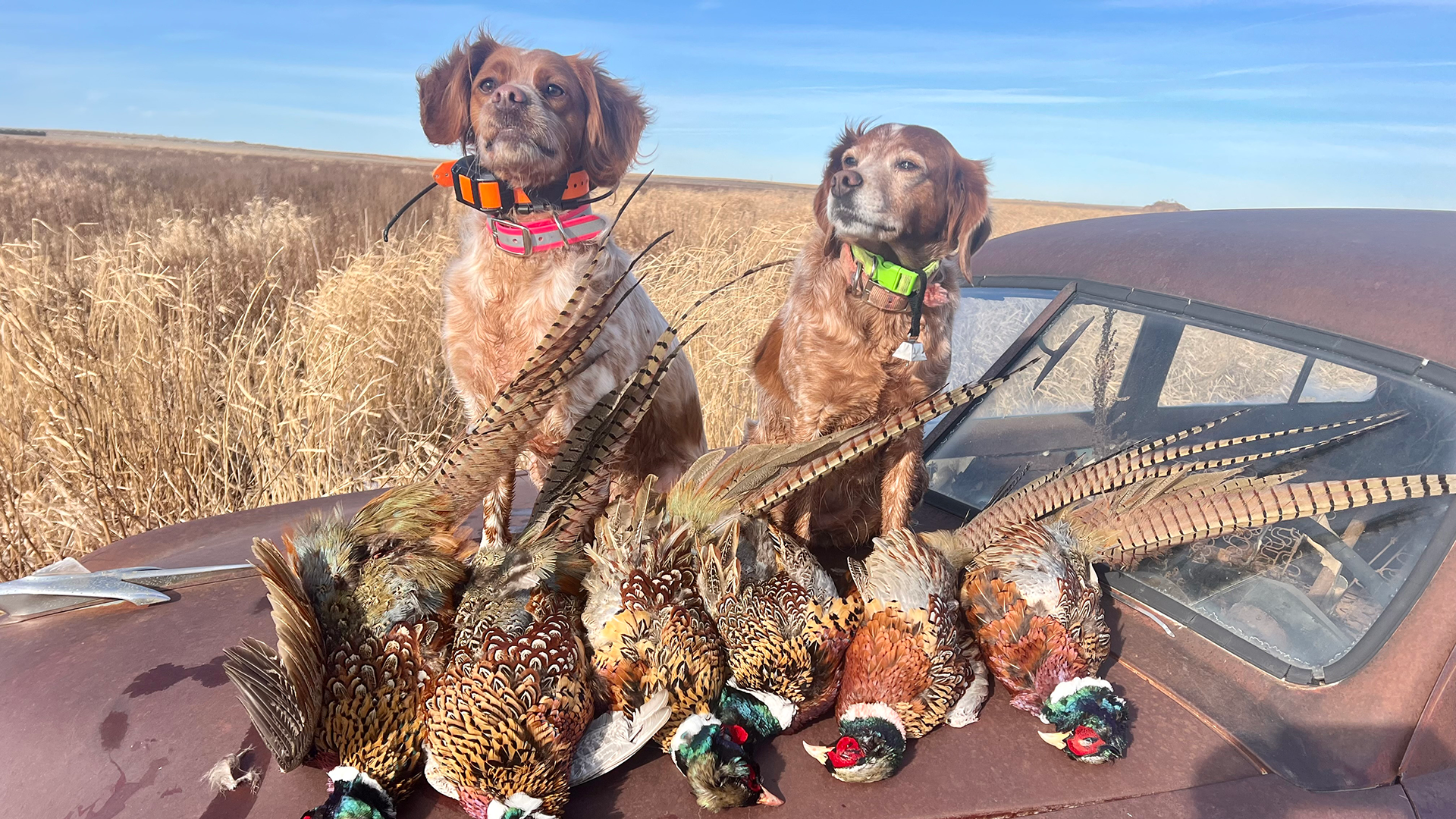 Pheasant Season Starts Now