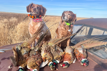 Pheasant Season Starts Now