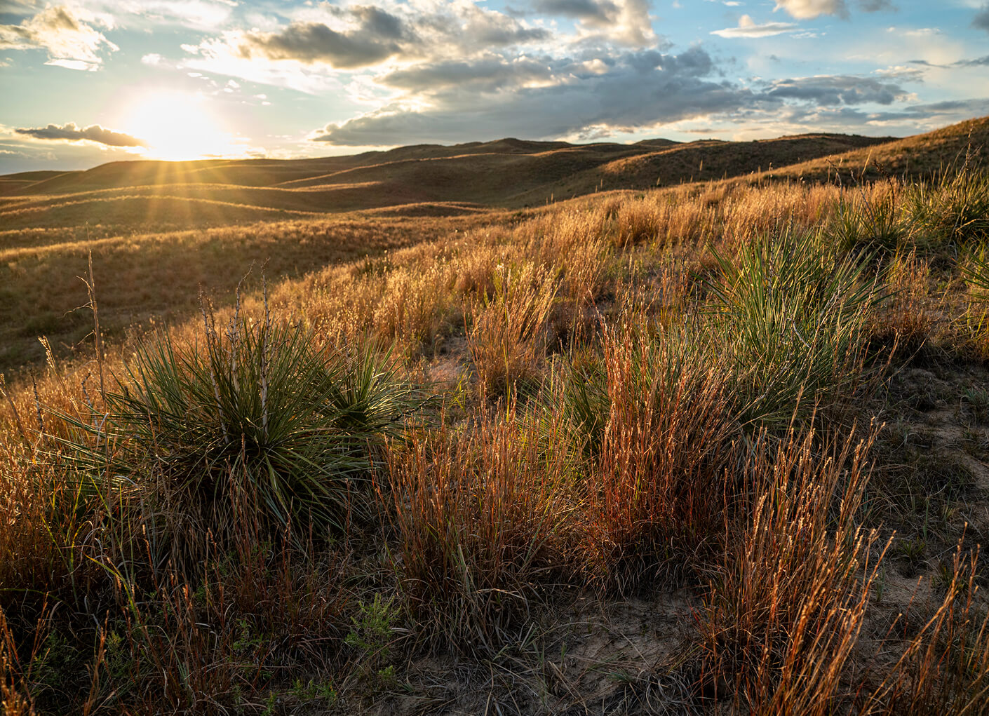 conservation-advocacy-grasslands-stacked-content-item.jpg