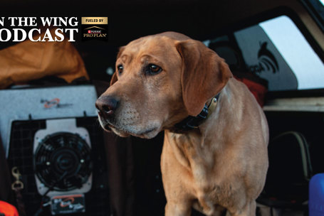 PODCAST EP. 378: Inside a Bird Dog's Mind: Canine Senses, Training, and Behavior